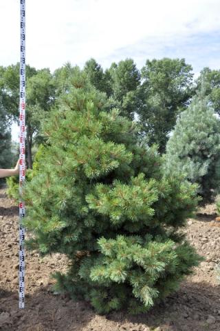 Pinus strobus 'Nana'